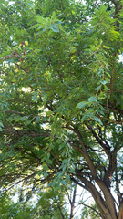 Maytenus boaria