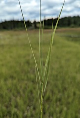 Distichlis spicata