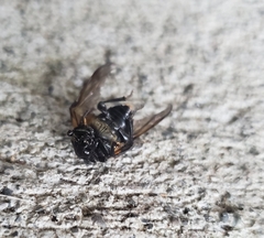 Nicrophorus defodiens