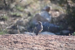 Salpinctes obsoletus