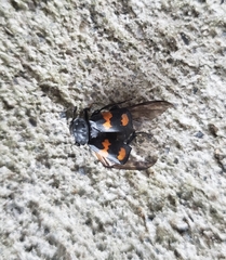 Nicrophorus defodiens