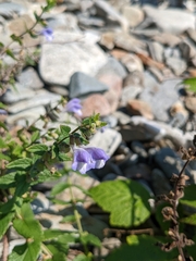 Scutellaria