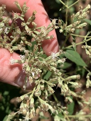 Eupatorium godfreyanum