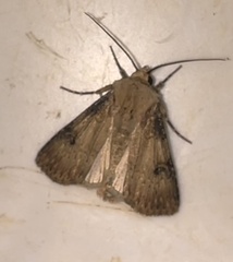 Agrotis puta
