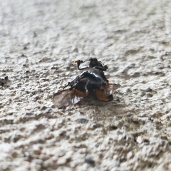 Nicrophorus defodiens
