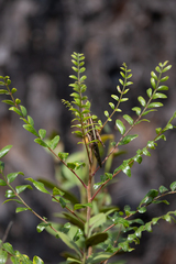 Schistocerca americana