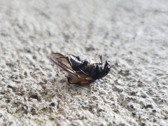 Nicrophorus defodiens
