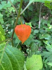 Alkekengi officinarum