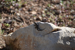 Sceloporus tristichus