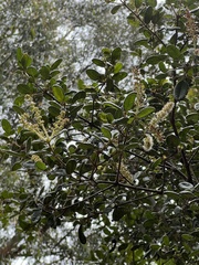 Weinmannia auriculata