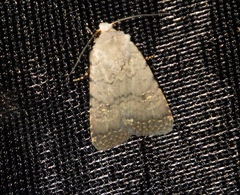 Caradrina