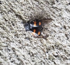 Nicrophorus defodiens