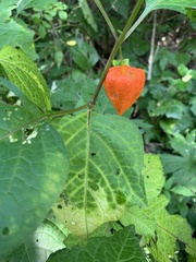 Alkekengi officinarum