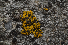 Candelariella
