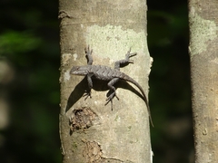 Sceloporus consobrinus