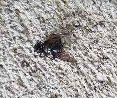 Nicrophorus defodiens