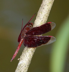 Neurothemis fluctuans