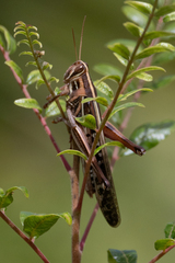 Schistocerca americana