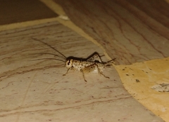 Eumodicogryllus