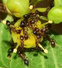 Monomorium salomonis