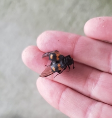 Nicrophorus defodiens