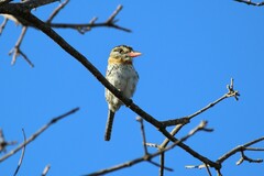 Nystalus maculatus