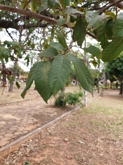 Psidium guajava