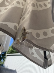 Hyla chrysoscelis