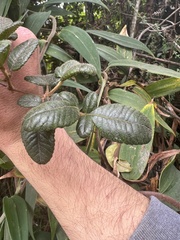 Weinmannia auriculata