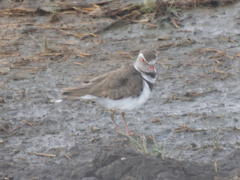 Charadrius tricollaris