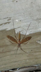 Tipula ultima