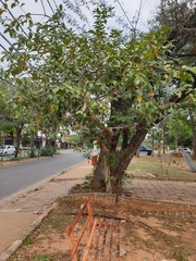 Psidium guajava
