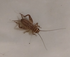 Eumodicogryllus