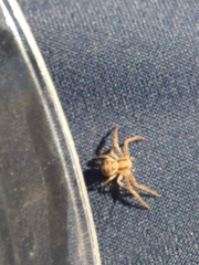 Thomisidae
