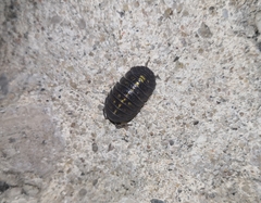 Armadillidium granulatum
