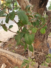 Psidium guajava