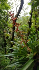 Tillandsia guatemalensis