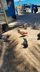 Gallus gallus domesticus