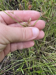 Cyperus bipartitus