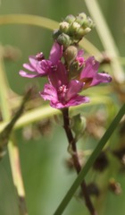 Sidalcea oregana oregana
