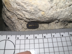 Armadillidium granulatum