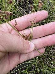 Cyperus bipartitus