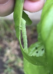 Trichoplusia ni