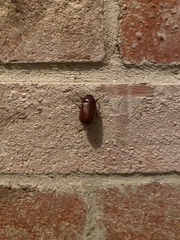 Phyllophaga
