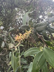 Weinmannia auriculata