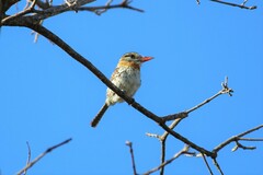 Nystalus maculatus