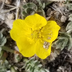 Potentilla breweri