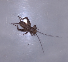 Eumodicogryllus