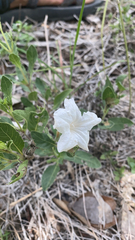 Ruellia metziae