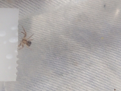 Thomisidae